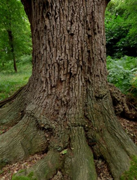 Between buttresses on English oak 